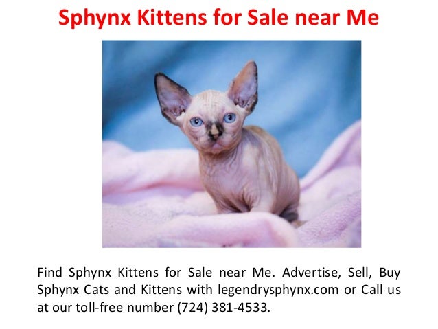 Sphynx Kittens for Rehoming